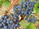 2016 FFM in der Pfalz